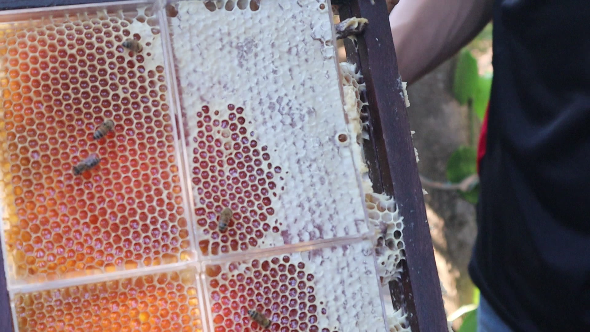 Kiểm tra độ vít nắp mật ong bánh tổ 