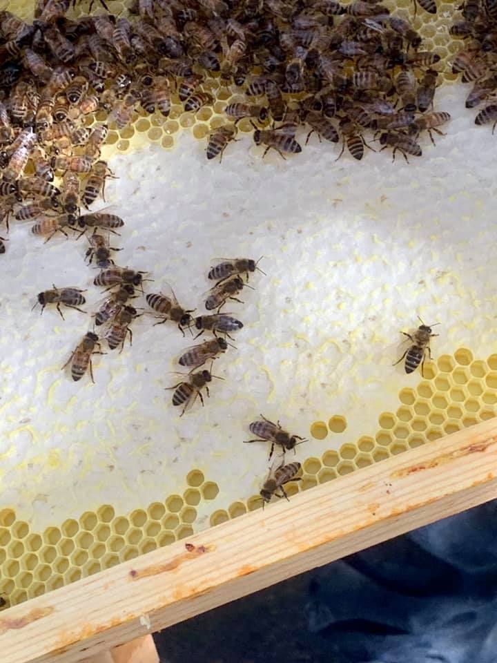 Mật ong hoa bạc hà nguyên chất có màu gì?